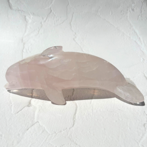 【Pink Girasol Dolphin】ブラジル産ピンクジラソルいるか