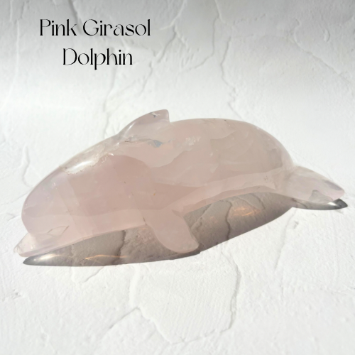 【Pink Girasol Dolphin】ブラジル産ピンクジラソルいるか