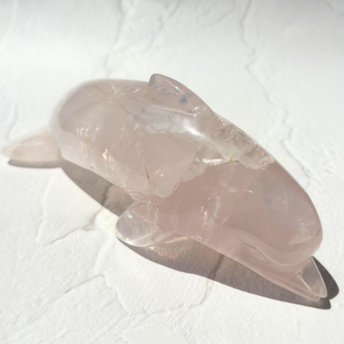 【Pink Girasol Dolphin】ブラジル産ピンクジラソルいるか
