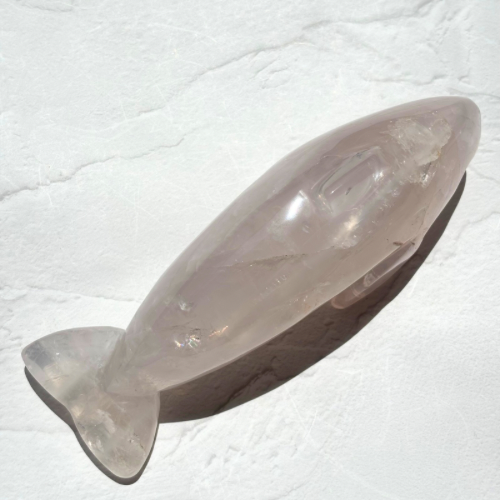 【Pink Girasol Dolphin】ブラジル産ピンクジラソルいるか